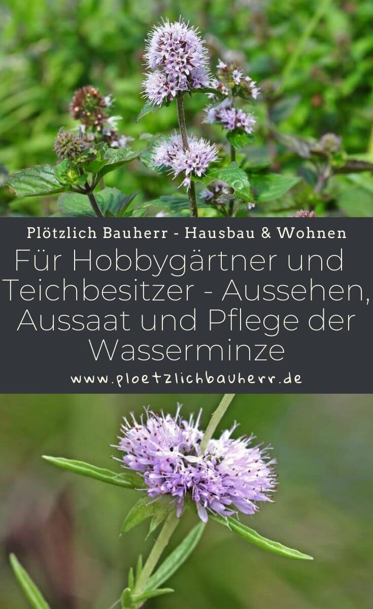 Für Hobbygärtner und Gartenteichbesitzer - Aussehen, Aussaat und Pflege der Wasserminze