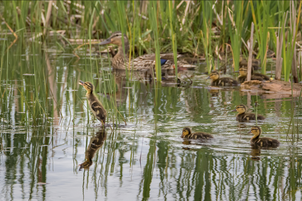 Fรผr einen Ententeich eignen sich nur sehr wenige Pflanzen, da viele sehr schnell aufgefressen werden
