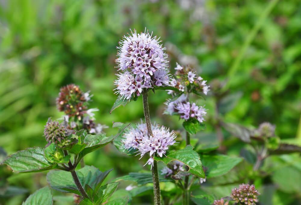 Die Wasserminze eignet sich gut für den Gartenteich, da sie Nährstoffe aufnimmt und in Sauerstoff umwandelt