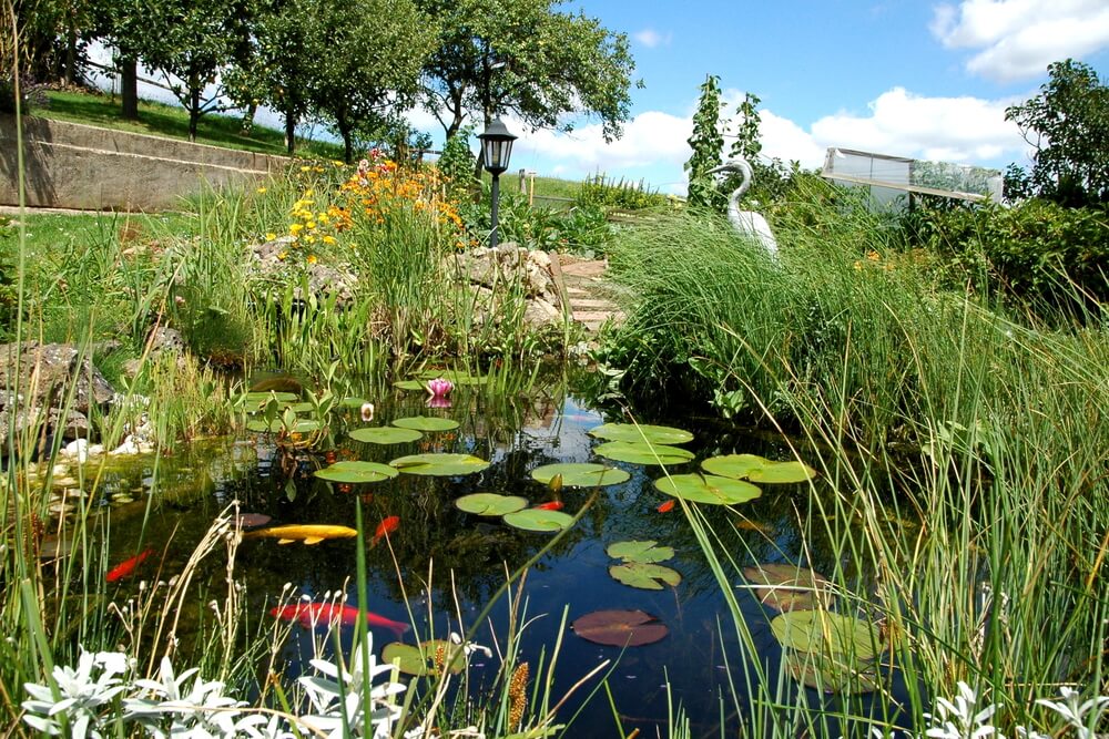 Flachwasserzone im Gartenteich - Anlage, Pflege und geeignete Pflanzen
