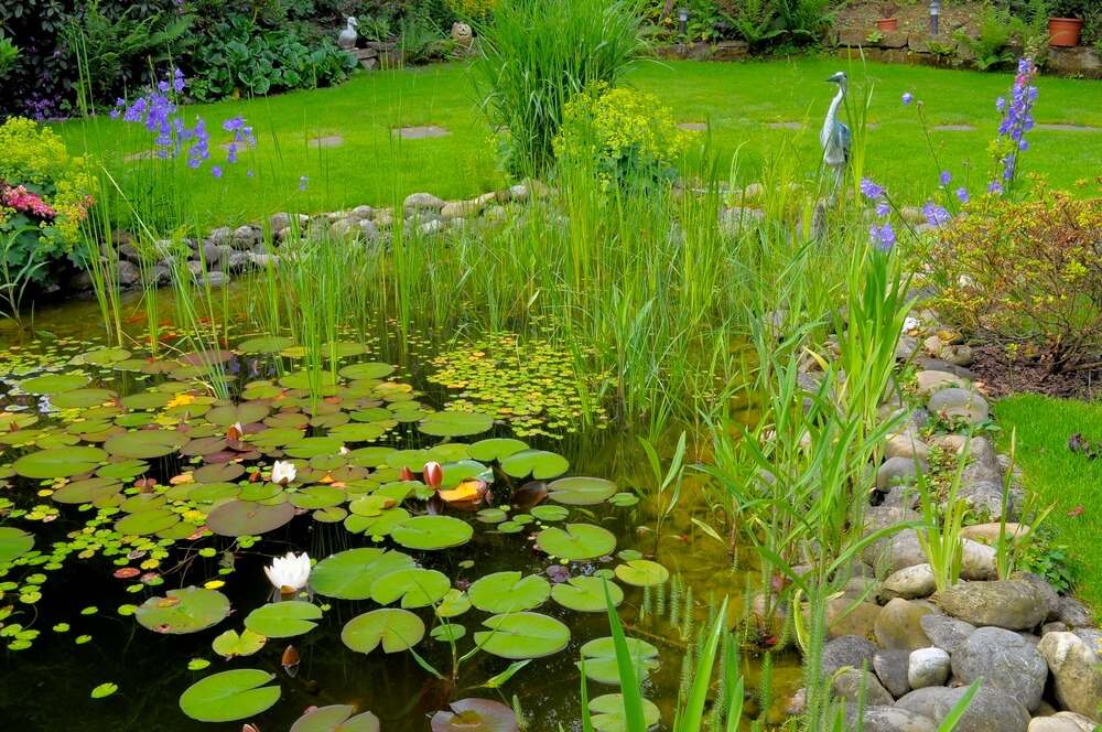 Sumpfzone beim Gartenteich - Anlage, Gestaltung, Pflanzen und Besonderheiten