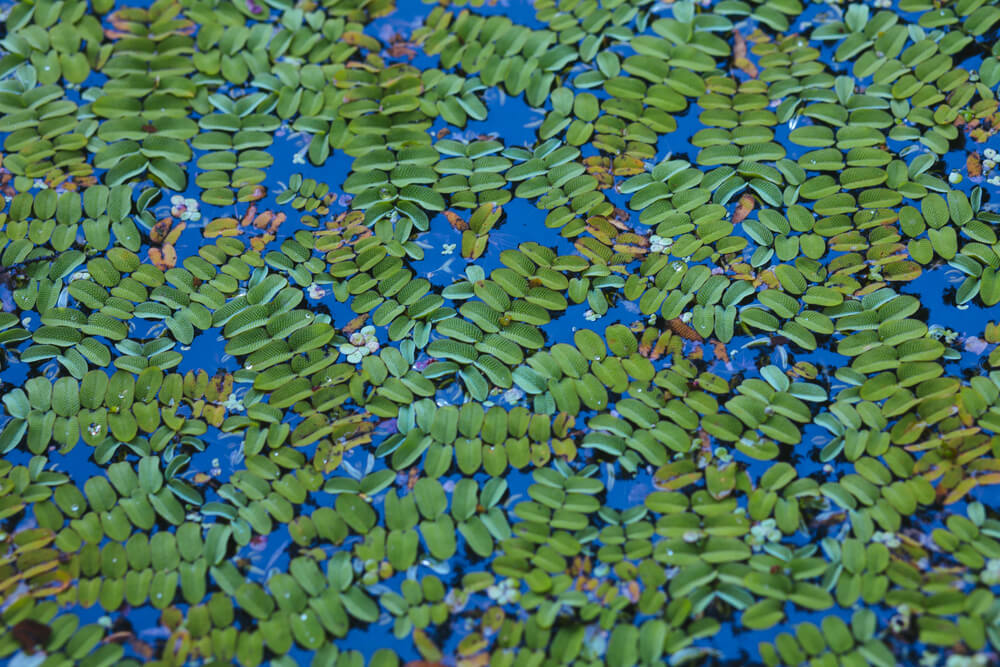 Schwimmfarn - Sonnenschutz, Versteck für kleine Fische und Sauerstofflieferant