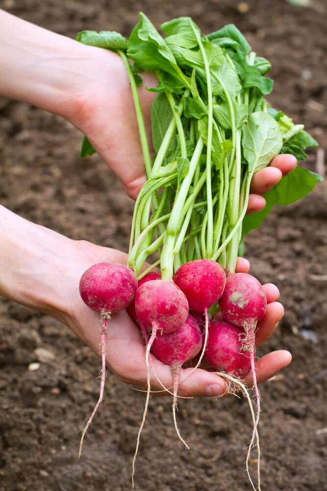 Radieschen aus dem eigenen Garten schmecken unglaublich lecker und können vielfältig verwertet werden