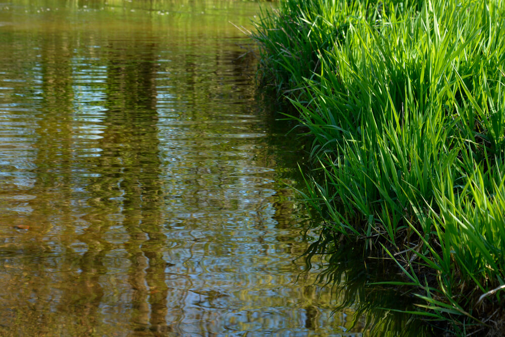 Seggen gehören für viele zum Gartenteich dazu - Sie sind immergrün, haben tolle, leuchtende Farben und sind winterhart