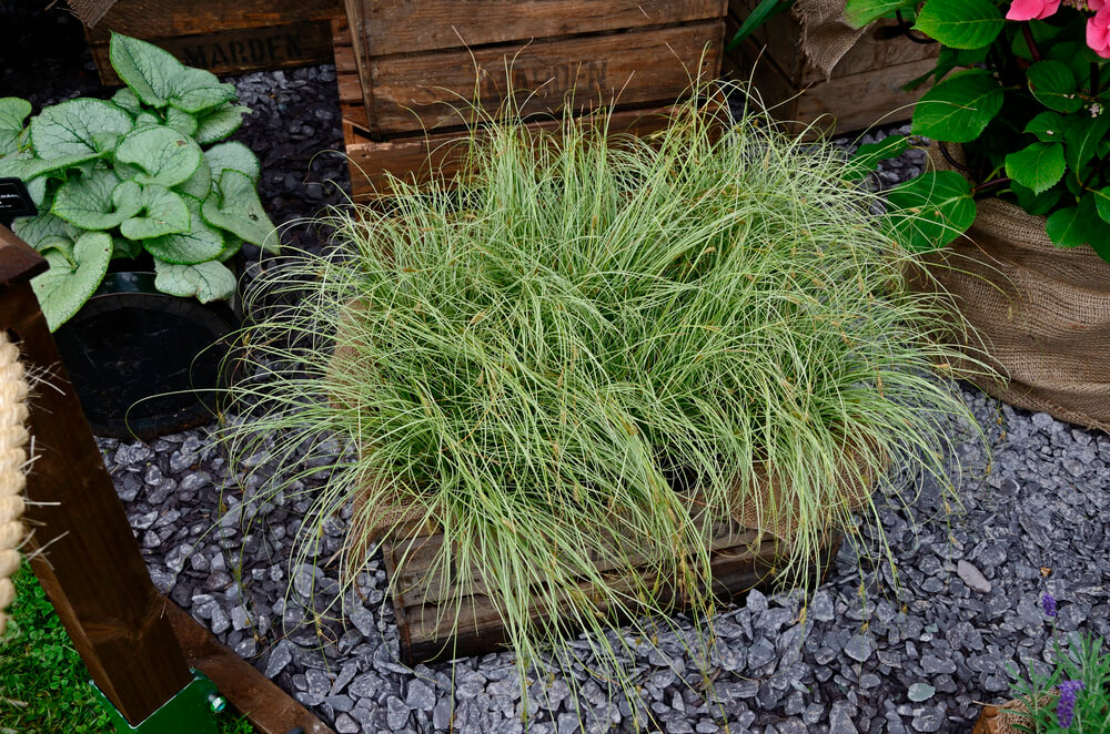 Seggen sind robust, wenig pflegeintensiv und gleichzeitig ein toller Hingucker im Garten