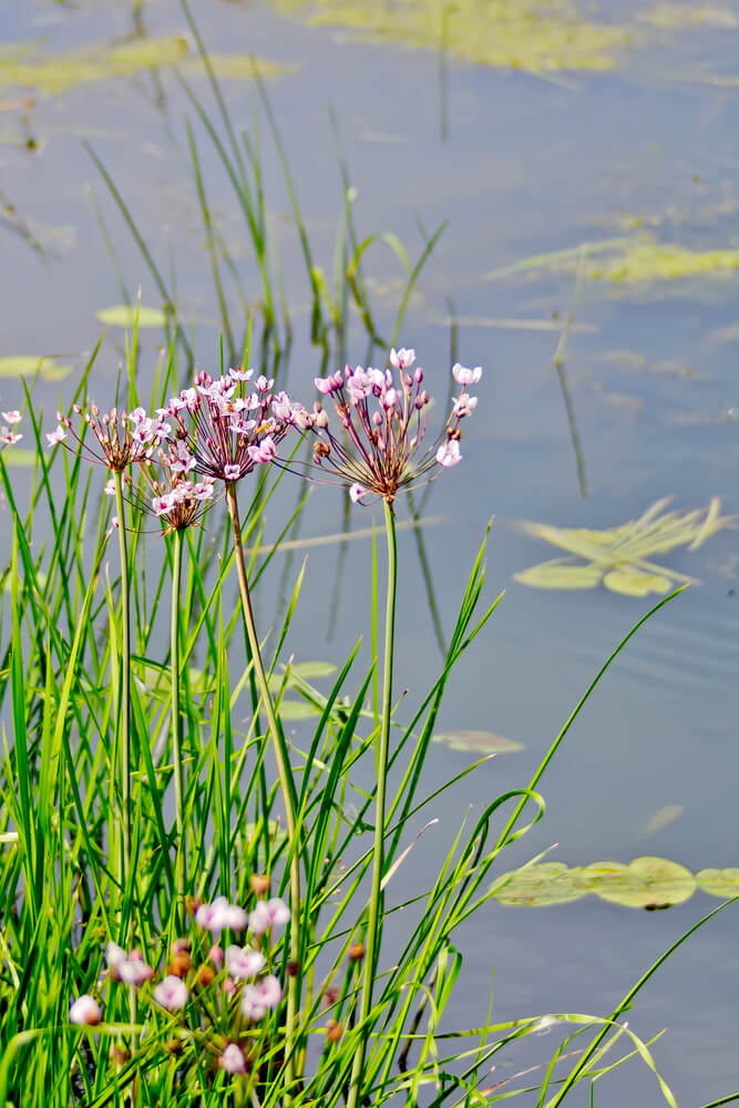 Die Schwanenblume ist bei vielen Teichbesitzern beliebt