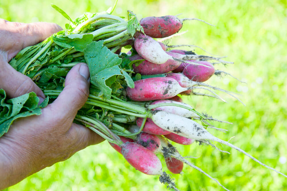 Rettich im Hochbeet – Tipps zur Auswahl des Standortes, der passenden Erde und den passenden Pflanznachbarn