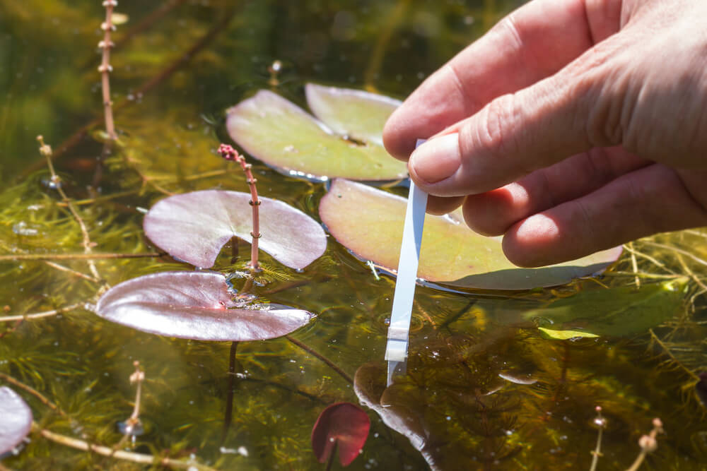 Wassertestung Gartenteich - Wir verraten vier Möglichkeiten, wie du Wasserwerte prüfen kannst