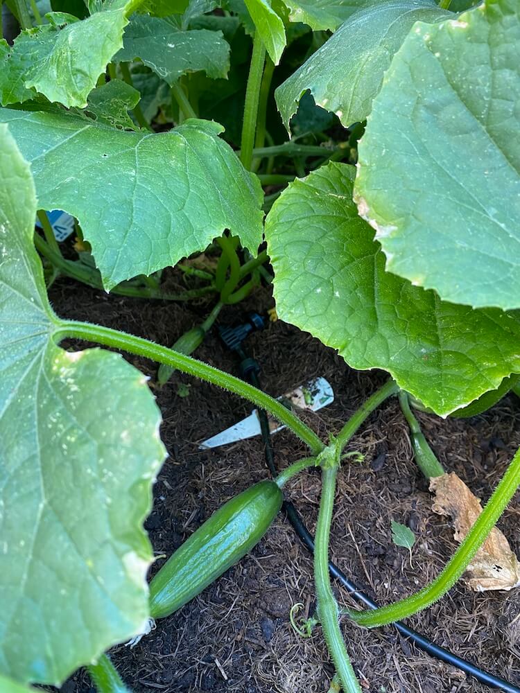 Bewässerung Hochbeete - Unser Erfahrungsbericht und Hinweise zum Bewässerungssystem von Gardena