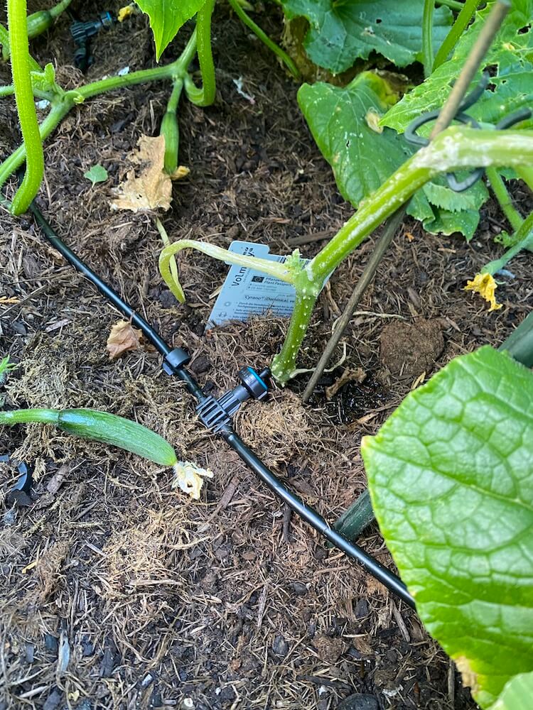 Pflanzen sollten im Sommer idealerweise direkt am Wurzelballen gegossen werden und nicht über die Blätter