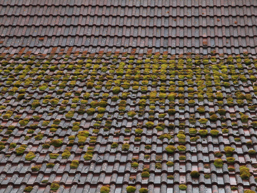 Moos auf Dach entfernen - Tipps, um Moos dauerhaft zu entfernen