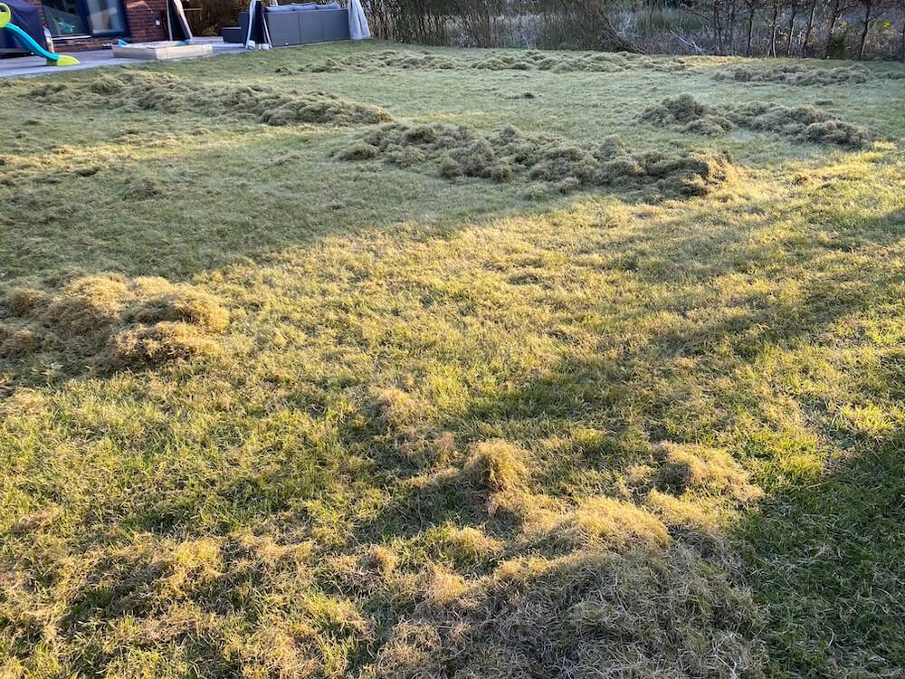 Moos aus Rasen entfernen - Mit diesen Tipps gelingt es